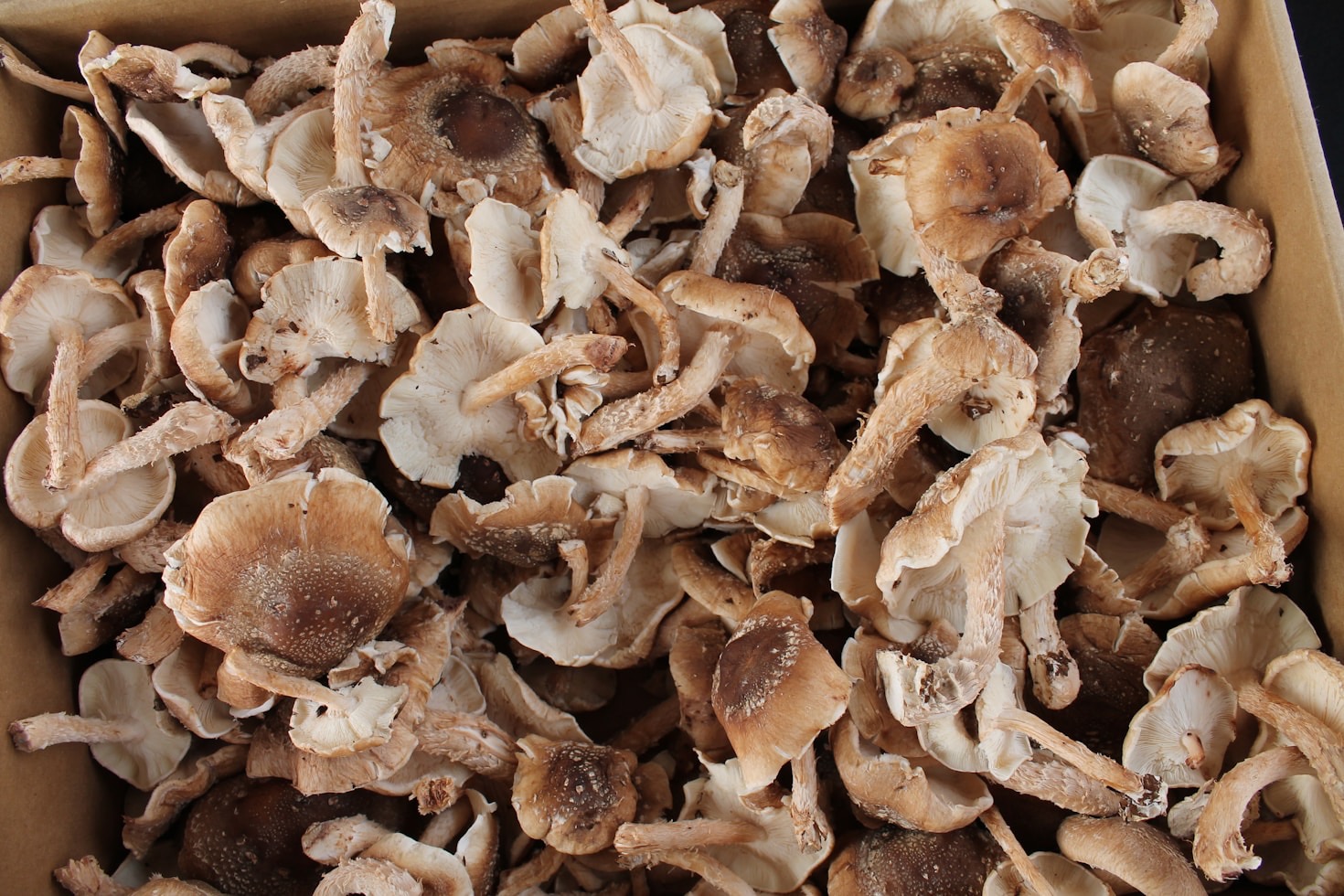 A história por trás das compotas gourmet Maestoso